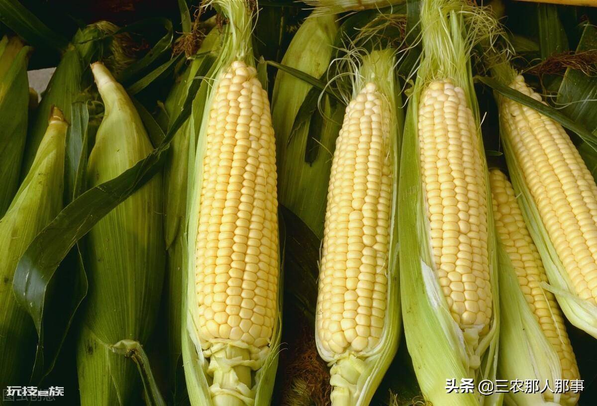 玉米播种深度多少合适(种植玉米的深度一般以多少厘米为适宜)-图片3